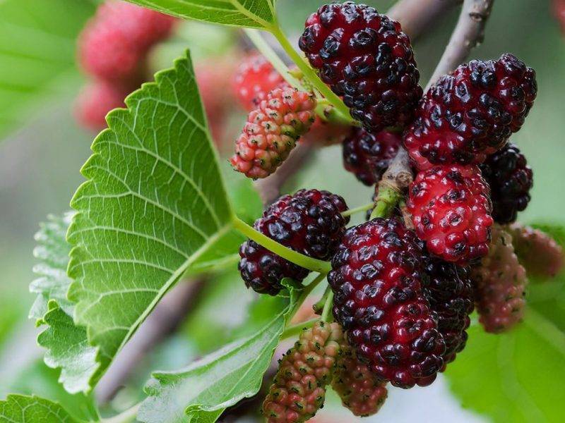 Шелковица купить саженцы из питомнике в Кузнецке