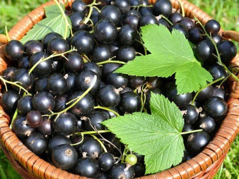 Смородина купить саженцы из питомника в Кузнецке
