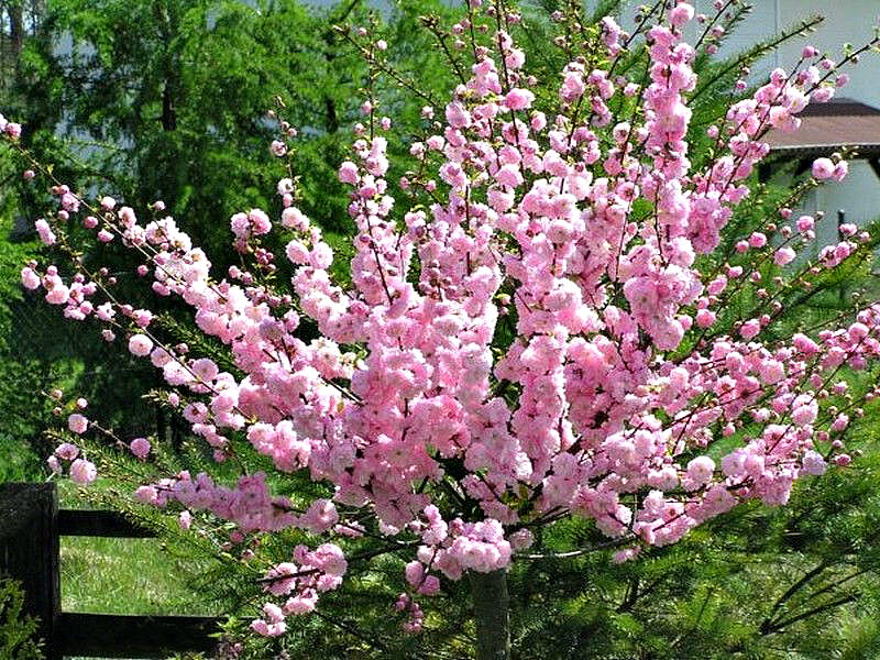 Миндаль купить саженцы из питомника в Кузнецке