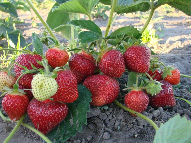 Клубника купить саженцы из питомника в Кузнецке
