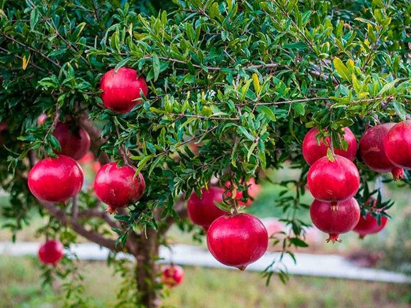 Гранат купить саженцы из питомника в Кузнецке