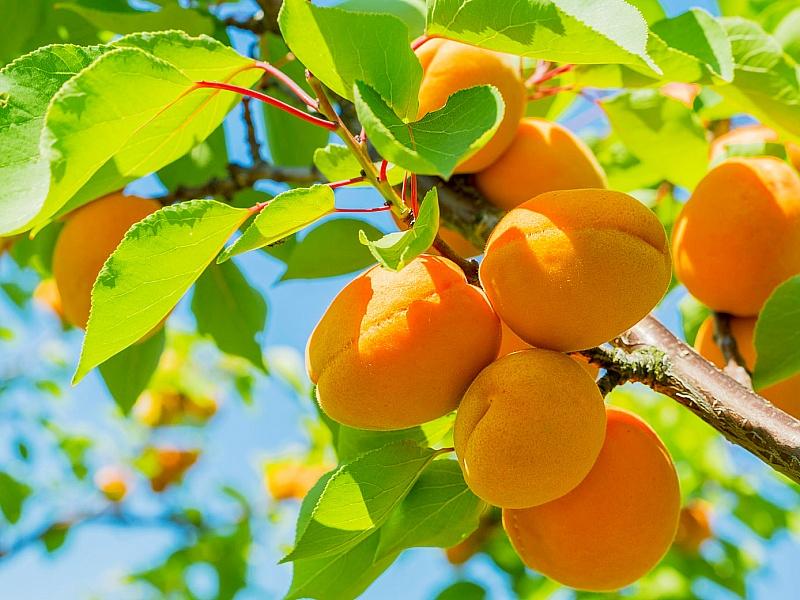 Абрикос купить саженцы из питомнике в Кузнецке