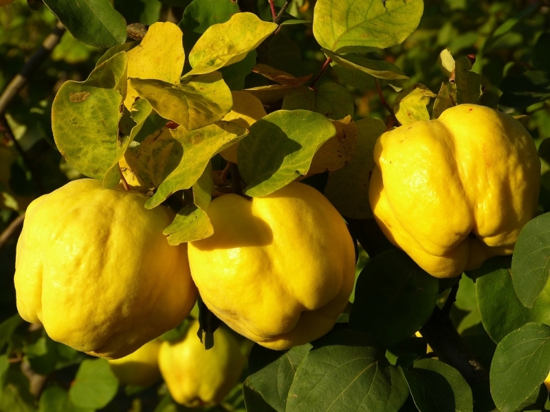 Айва купить саженцы из питомника в Кузнецке