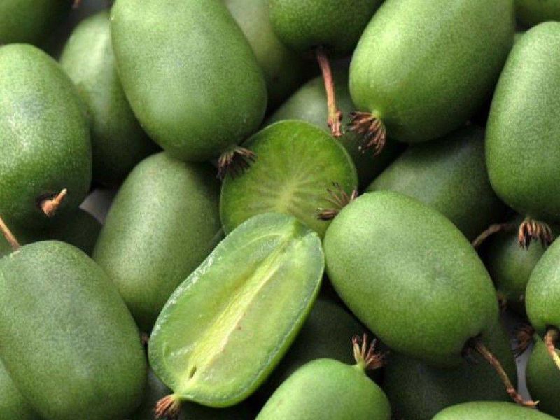 Актинидия купить саженцы из питомнике в Кузнецке