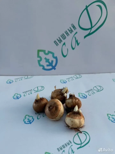 Крокус «Эдванс» (5 штук)