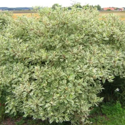 Дерен " Аргентеомаргината" (стакан Р9)