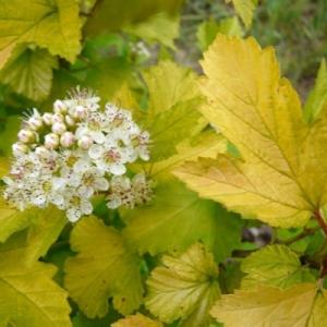 Пузыреплодник "ЛЮТЕУС" (стакан Р9)
