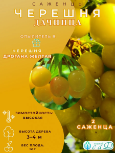 Черешня Дачница и опылитель Дрогана жёлтая 2 саженца